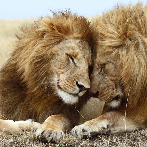 Best Safari Company in Kenya