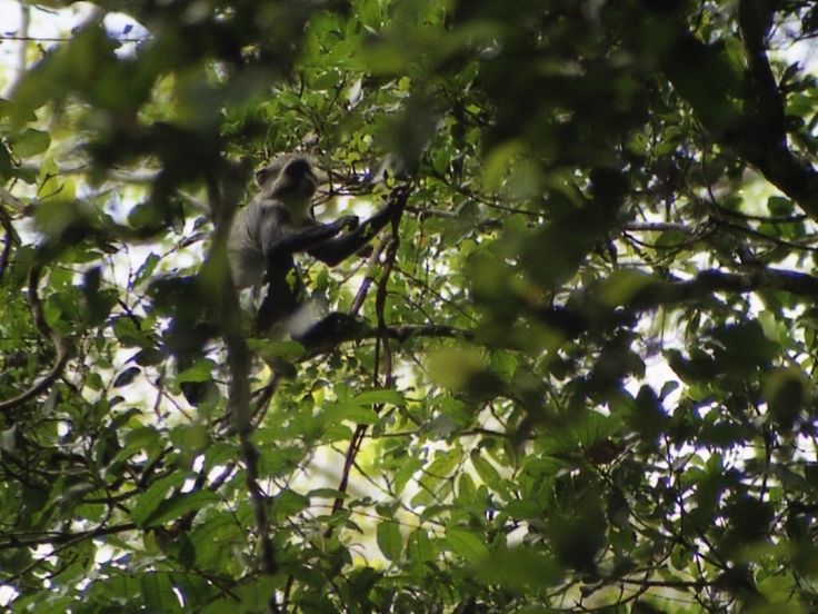 Arabuko Sokoke Forest Reserve (Kenya Wildlife Service - KWS) in Gede, Kilifi