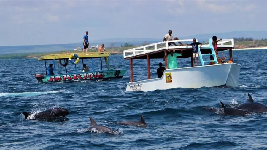 Dolphins spotting in Watamu