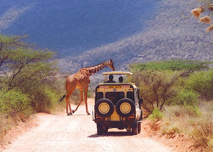 Game drives in Samburu National Reserve-Kenya