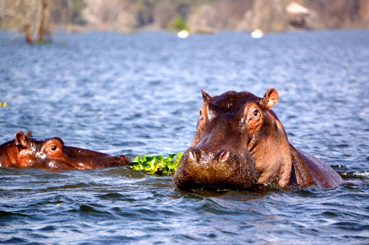 Hippo in Lake Naivasha