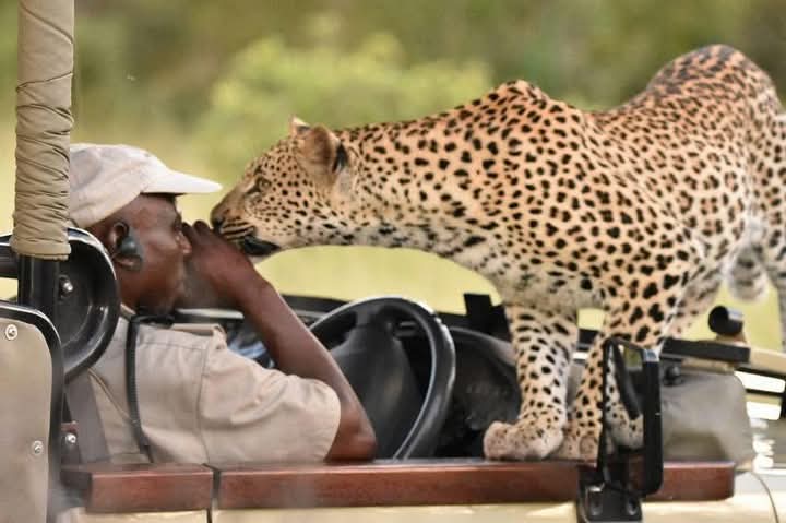 Cheetah on a tour car