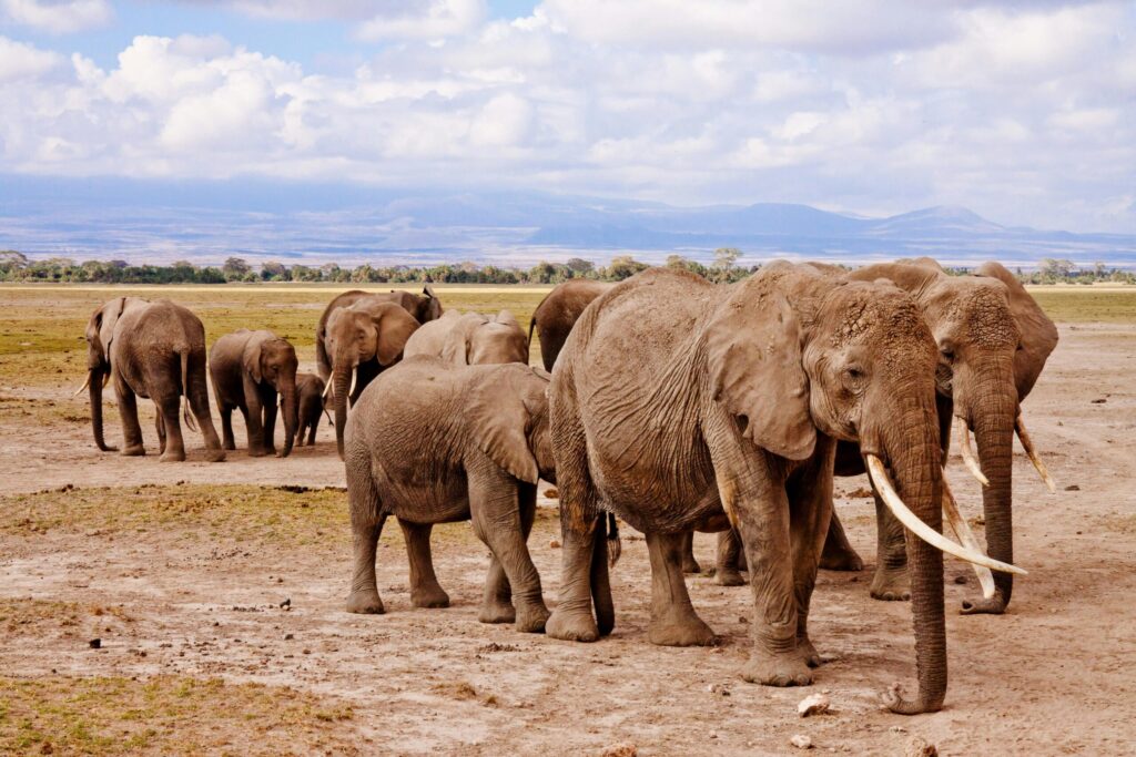 Watamu safari experts