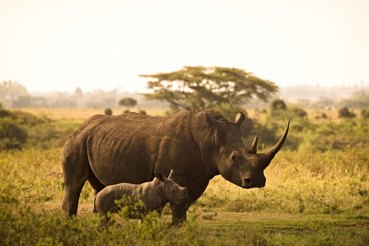Best Time to Visit Kenya for a Safari