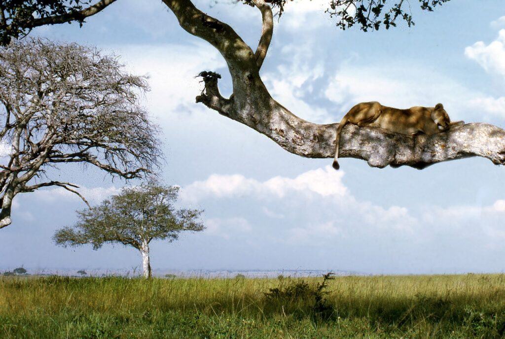uganda, ishasha, lion, tree, national park, africa, nature, queen, elizabeth, wildlife, animal, habitat, blue park