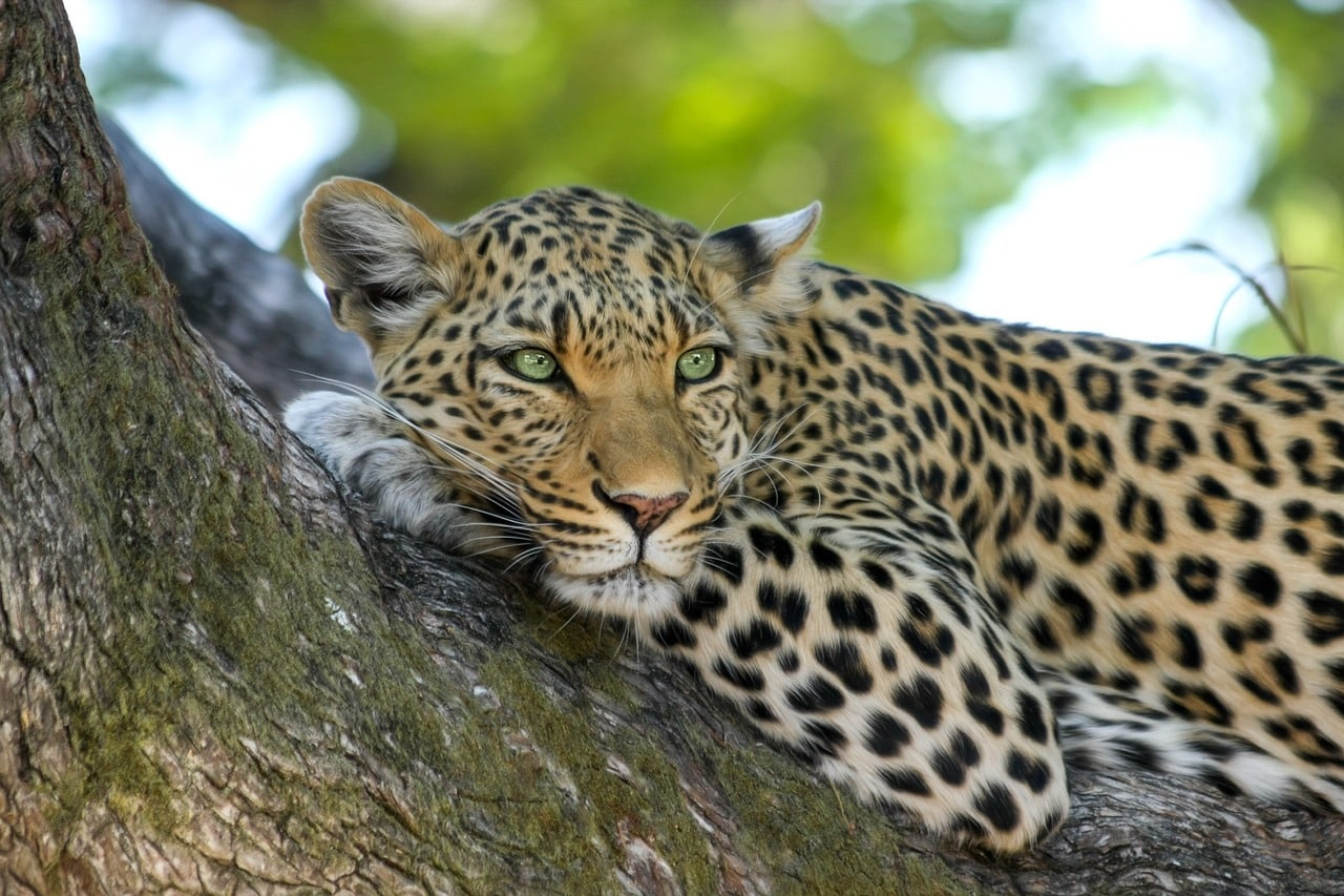 Safari Wilderness Landscape