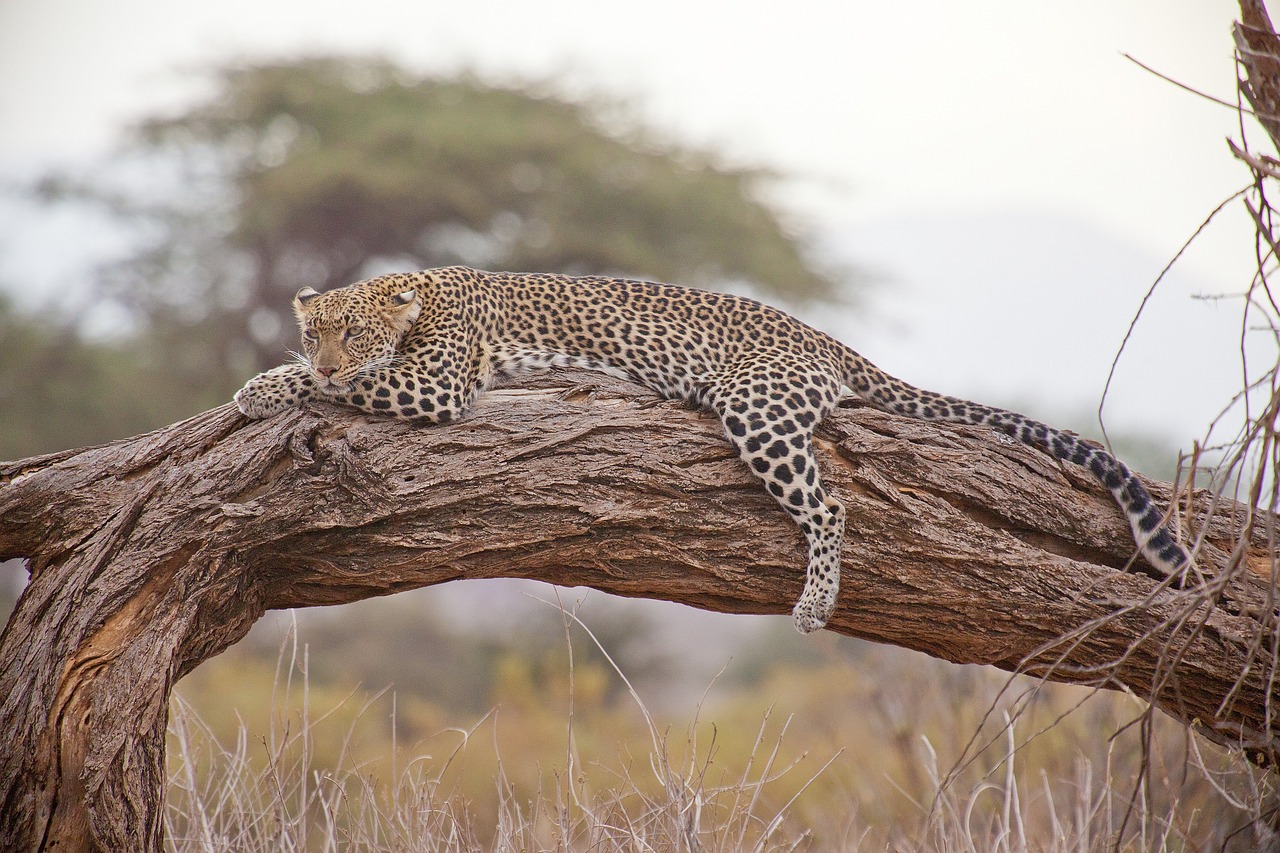 Is Kenya Safe for Safari?