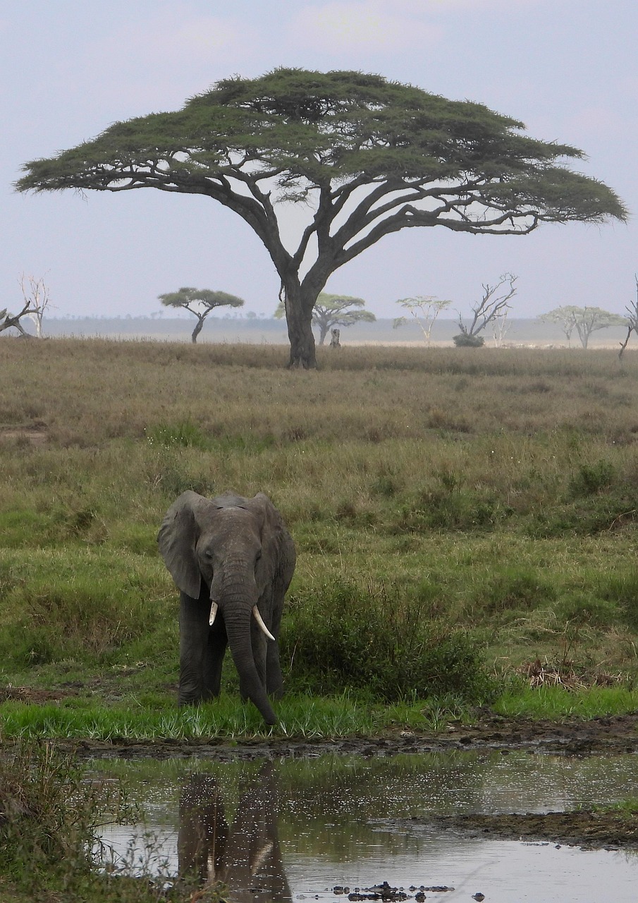 elephant, tanzania, africa, safari, serengeti, tanzania, tanzania, serengeti, serengeti, serengeti, serengeti, serengeti