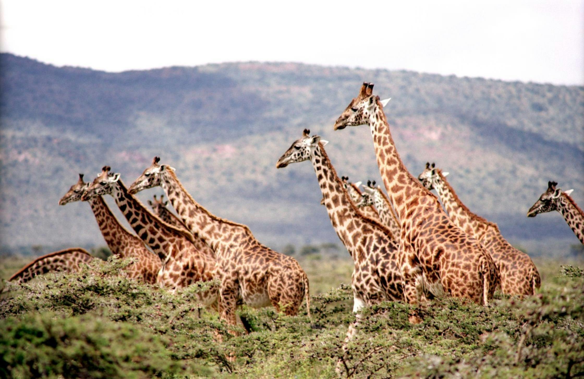 A herd of giraffes in the African savannah with scenic mountain backdrop.