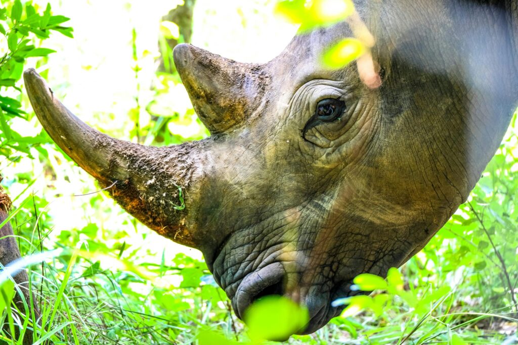 Kenya safari cost