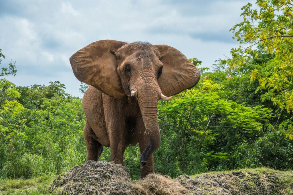 Watamu safari experts