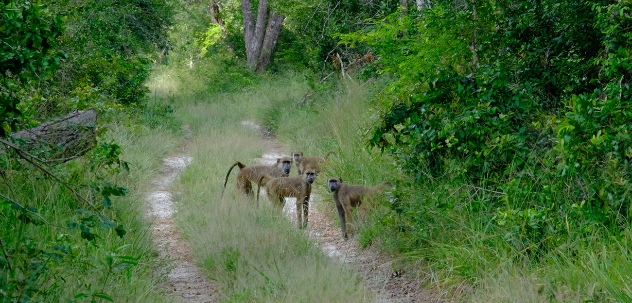 Arabuko Sokoke Forest