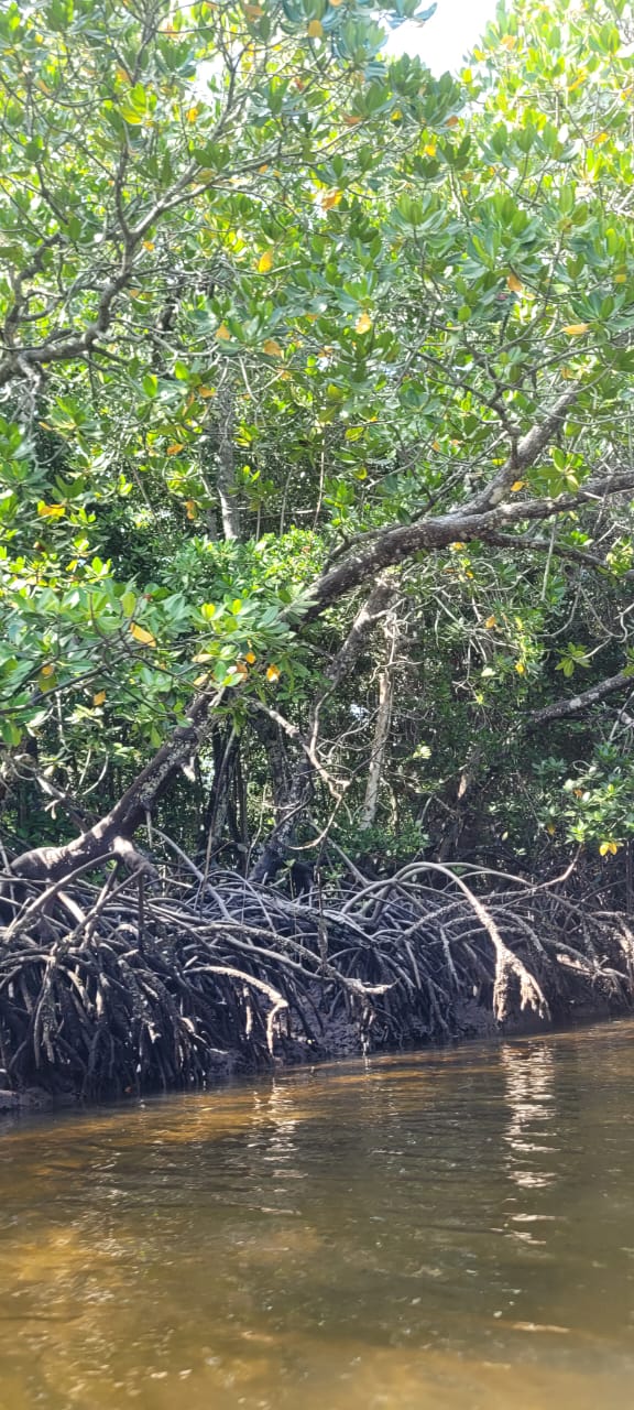Mangrove Island Watamu