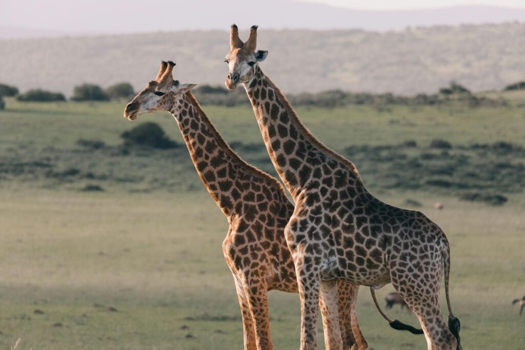 Leading Kenya Safari Experts